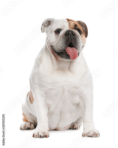Adorable funny English bulldog on white background © New Africa