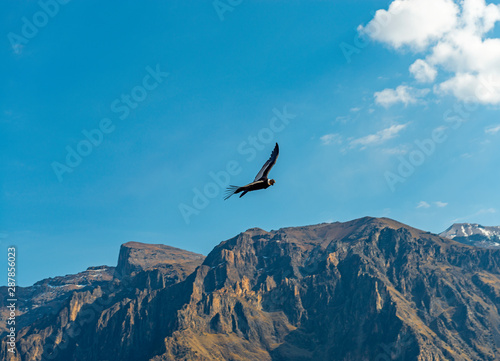 Close up of the mighty Andean Condor (Vultur Gryphus) in flight, Colca Canyon, Arequipa, Peru.