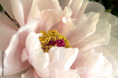 Pink Peony
