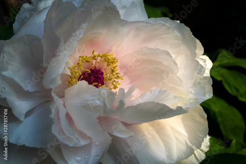 Pink Peony