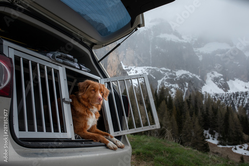 Wall Mural dog in the car in the box