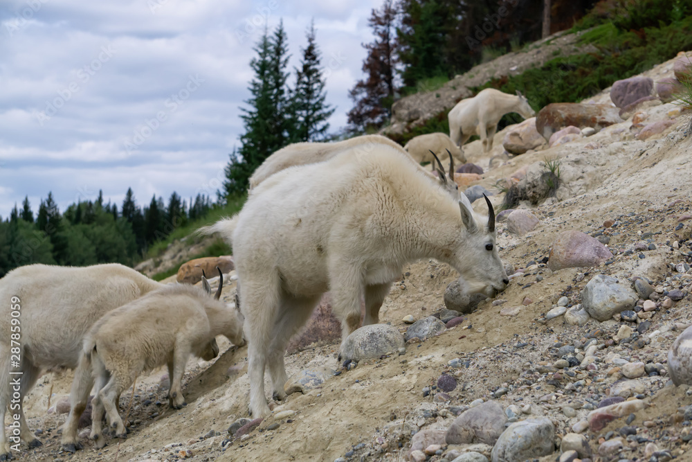 Fototapeta premium Mother Mountain Goat and her kid in Jasper National Park, Alberta, Canada.
