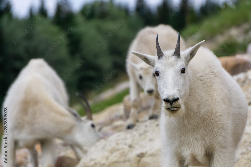 Mother Mountain Goat and her kid in Jasper National Park, Alberta, Canada.