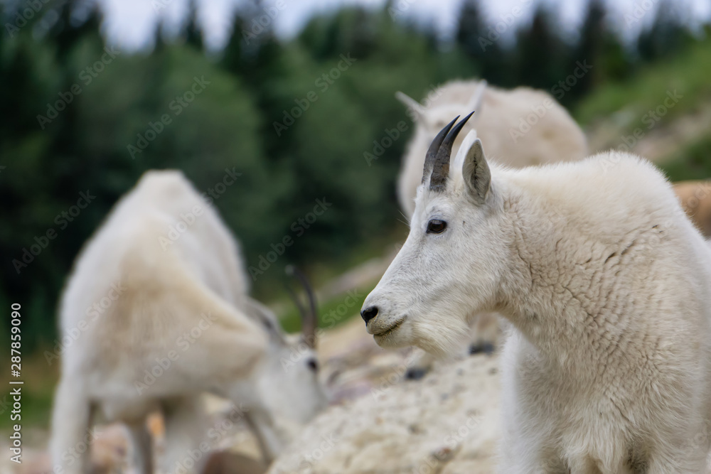 Mother Mountain Goat and her kid in Jasper National Park, Alberta, Canada. Mother Mountain Goat and her kid in Jasper National Park, Alberta, Canada.