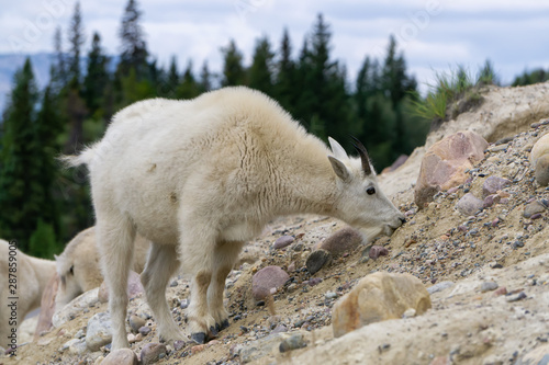 Mountain Goat in Jasper National Park, Alberta, Canada.