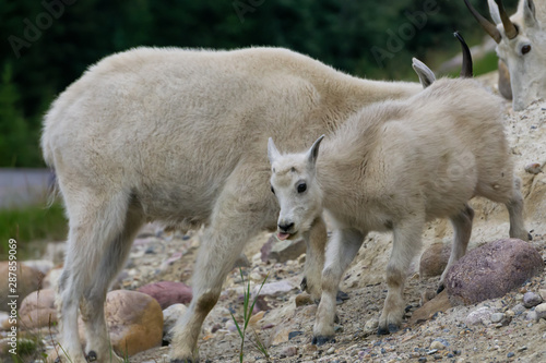 Mother Mountain Goat and her kid in Jasper National Park, Alberta, Canada.