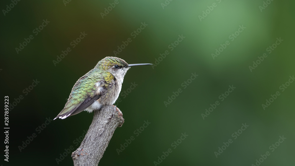 Fototapeta premium Mr Cool