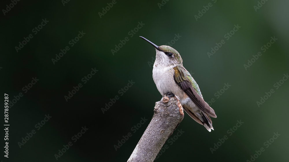 Obraz premium My Serious Face