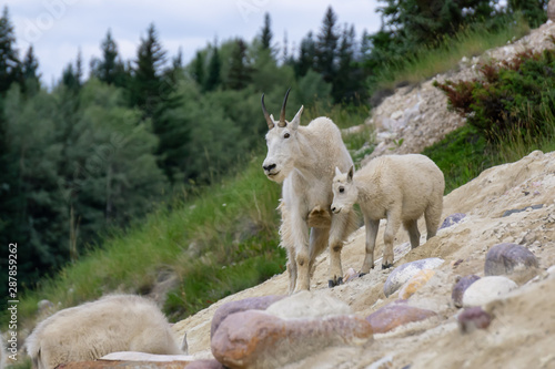 Fototapeta Naklejka Na Ścianę i Meble -  Mother Mountain Goat and her kid in Jasper National Park, Alberta, Canada.