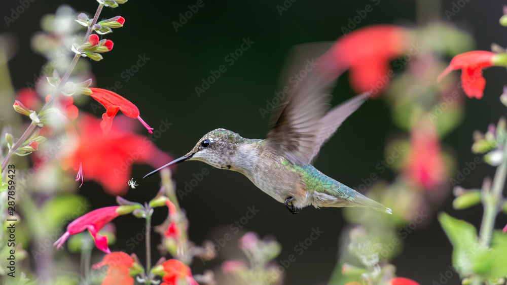 Fototapeta premium Spider with Really Bad Timing