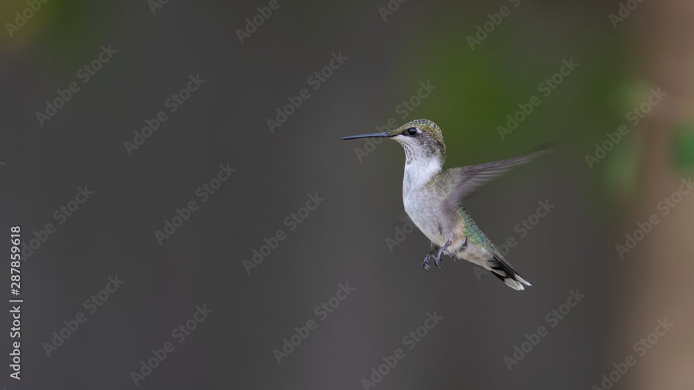 Fototapeta premium Under the Cherry Tree