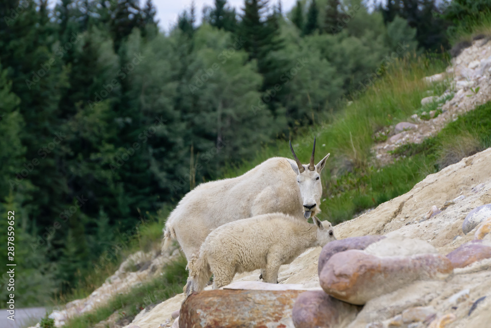 Mother Mountain Goat and her kid in Jasper National Park, Alberta, Canada. Mother Mountain Goat and her kid in Jasper National Park, Alberta, Canada.