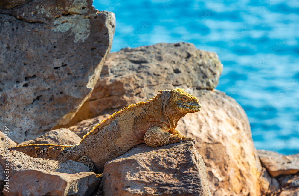 Fototapeta premium The endemic Santa Fe Land Iguana (Conolophus pallidus) smiling and heating up in the sun on a rock along the Pacific Ocean in Santa Fe island, Galapagos Islands national park, Ecuador.