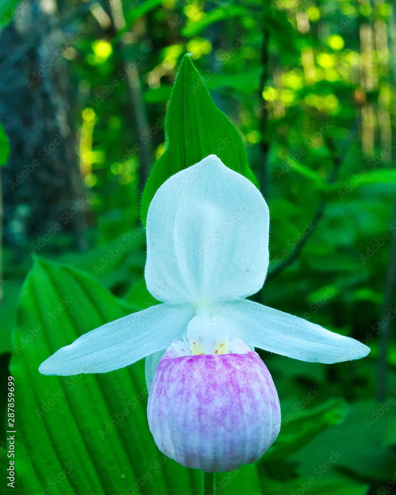 Lady slipper on sale state flower