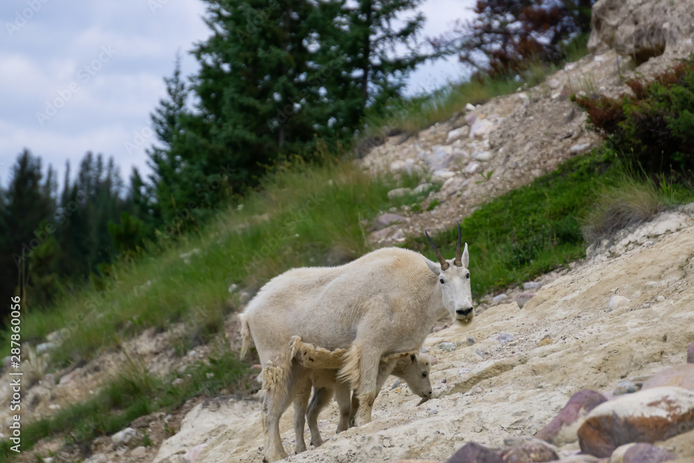 Fototapeta premium Mother Mountain Goat and her kid in Jasper National Park, Alberta, Canada.