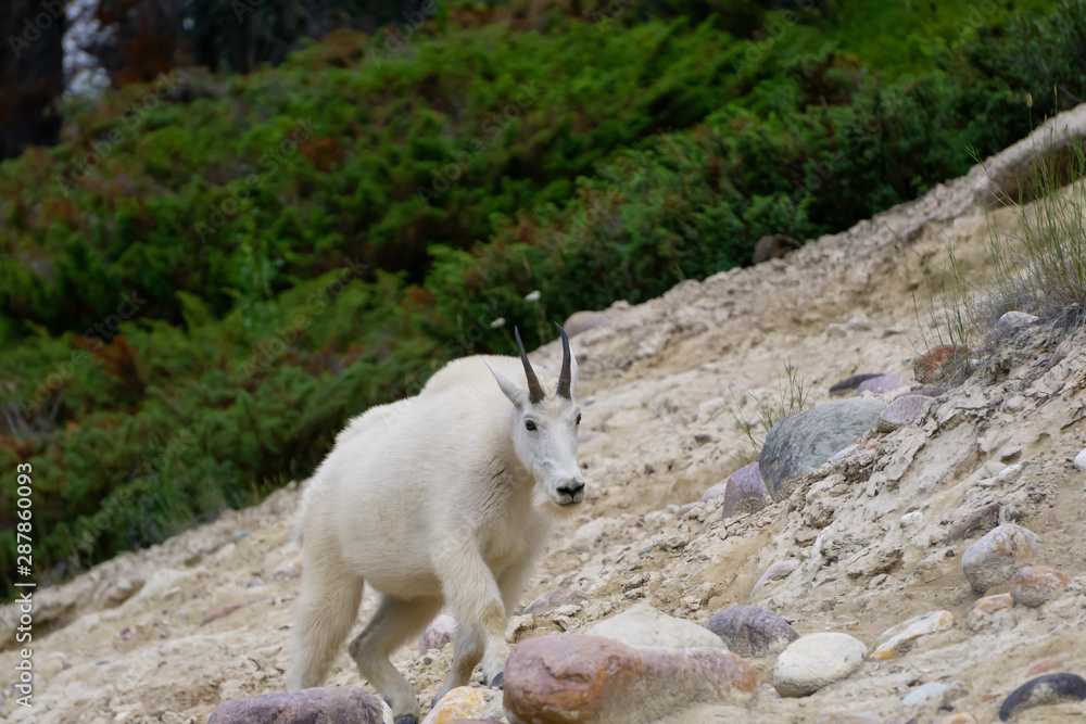 Fototapeta premium Mountain Goat in Jasper National Park, Alberta, Canada.