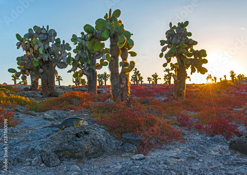 A Galapagos land iguana (Conolophus subcristatus) in between the red sesuvium shrub plants and cactus opuntia at sunset, South Plaza Island, Ecuador. photo