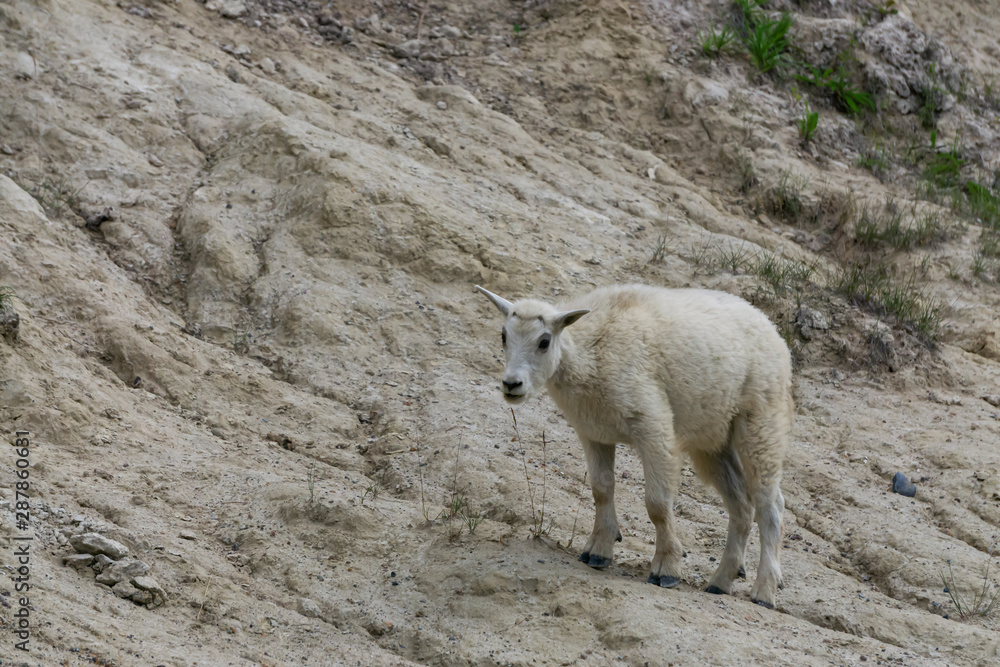 Young Mountain Goat in Jasper National Park, Alberta, Canada. Young Mountain Goat in Jasper National Park, Alberta, Canada.