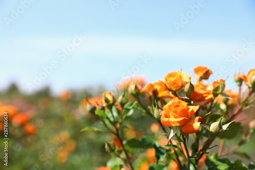 Green bush with beautiful roses in blooming garden on sunny day