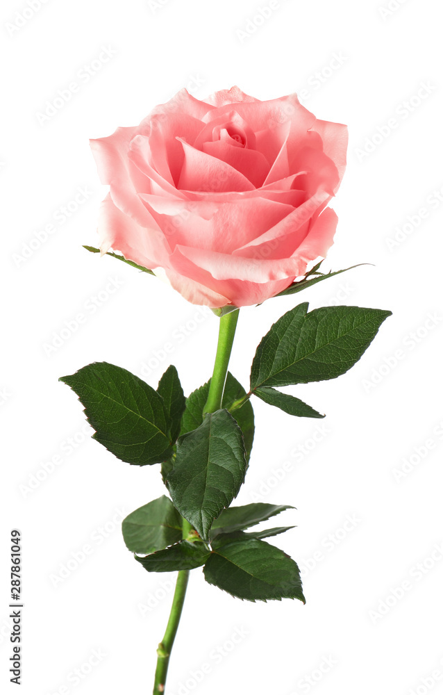 Beautiful blooming rose flower on white background Beautiful blooming rose flower on white background