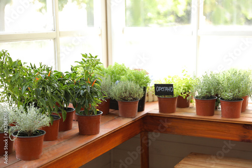 Fresh potted home plants on wooden window sill indoors, space for text