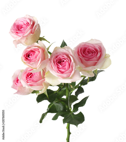 Beautiful blooming rose flowers on white background © New Africa