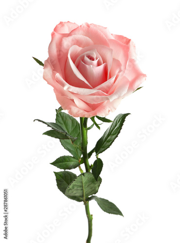 Beautiful blooming rose flower on white background