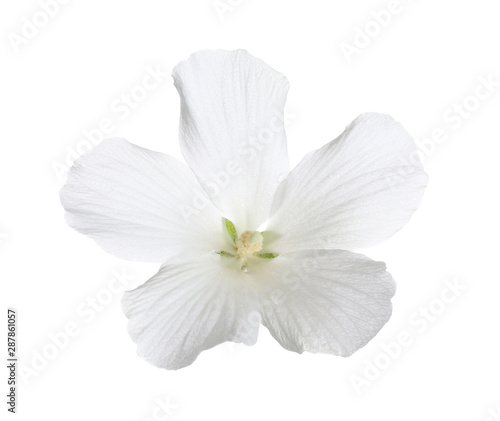 Beautiful tropical Hibiscus flower on white background