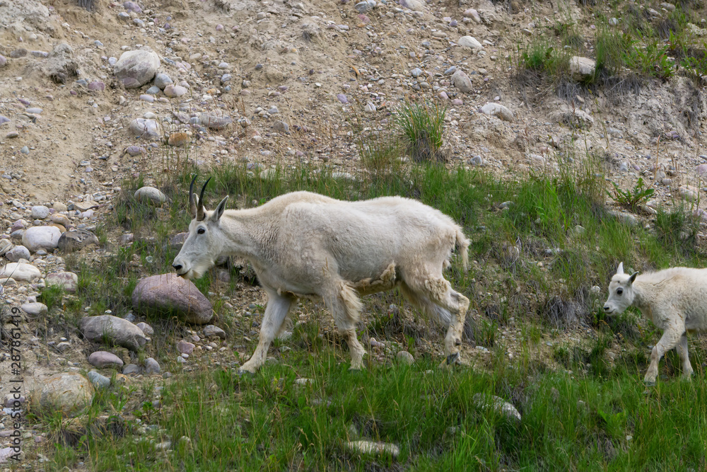 Mother Mountain Goat and her kid in Jasper National Park, Alberta, Canada. Mother Mountain Goat and her kid in Jasper National Park, Alberta, Canada.