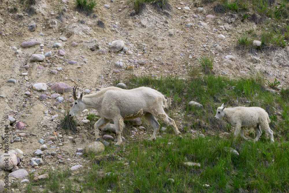 Mother Mountain Goat and her kid in Jasper National Park, Alberta, Canada. Mother Mountain Goat and her kid in Jasper National Park, Alberta, Canada.