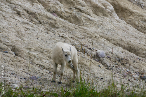 Young Mountain Goat in Jasper National Park, Alberta, Canada.