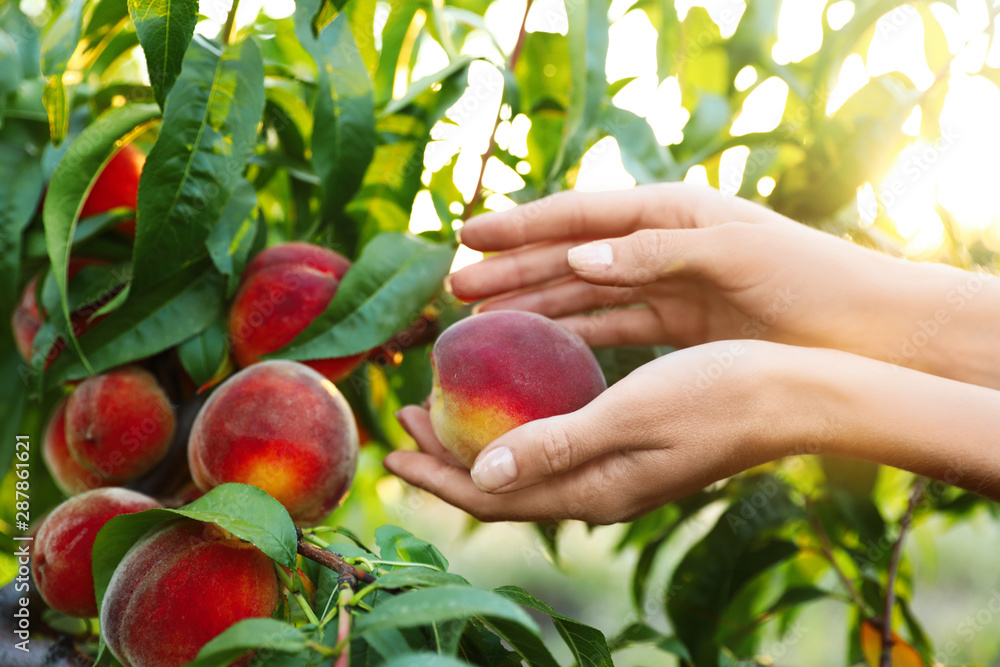 Woman holding fresh ripe peach in garden, closeup view Woman holding fresh ripe peach in garden, closeup view