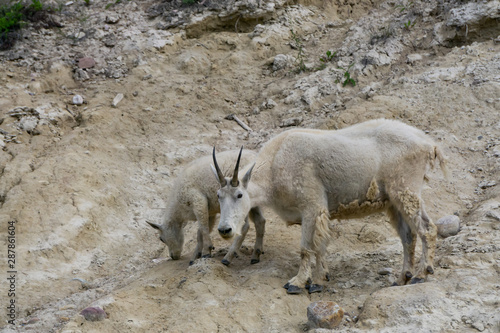 Mother Mountain Goat and her kid in Jasper National Park  Alberta  Canada.