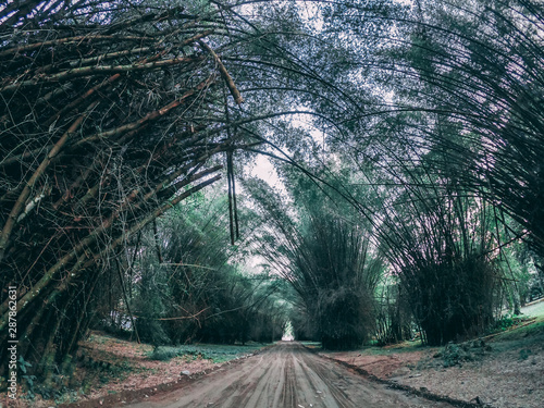bamboo street in Lancetilla, Tela, Honduras