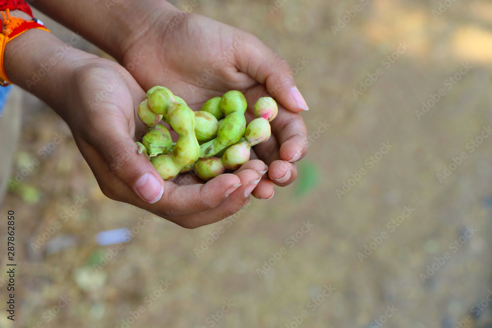 Indian Little Boy Holding Manila Tamarind Indian Little Boy Holding Manila Tamarind