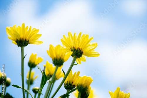 Group of yellow chrysanthemum flowers or Thai name is Appa Lueang on white and blue sky background. photo