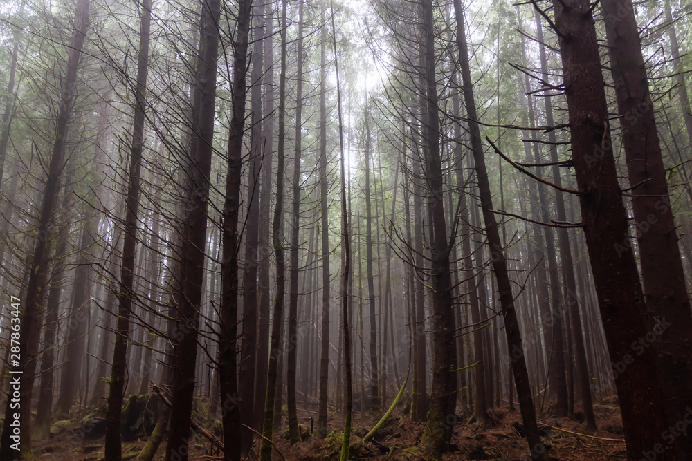Juan de Fuca Trail in the woods during a misty and rainy summer day. Taken near Port Renfrew, Vancouver Island, BC, Canada.