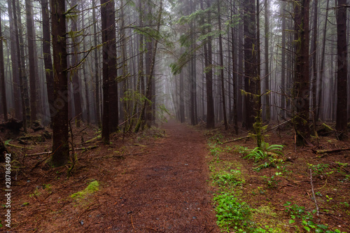 Juan de Fuca Trail in the woods during a misty and rainy summer day. Taken near Port Renfrew  Vancouver Island  BC  Canada.