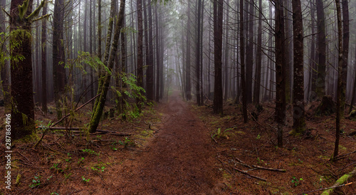 Juan de Fuca Trail in the woods during a misty and rainy summer day. Taken near Port Renfrew, Vancouver Island, BC, Canada.