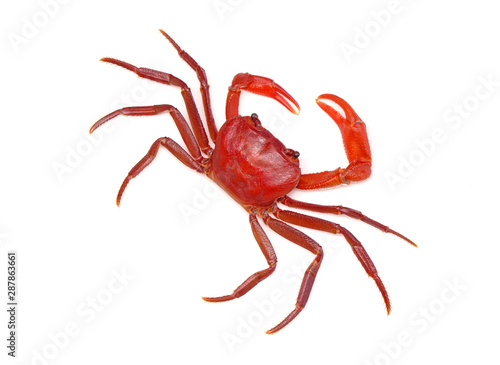 Red land crab (Phricotelphusa limula)(Male) isolated on white background, top view. It's also known as waterfalls crab, native to Phuket Thailand. Rare and protected.