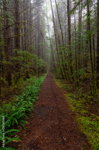 Juan de Fuca Trail in the woods during a misty and rainy summer day. Taken near Port Renfrew, Vancouver Island, BC, Canada. © edb3_16