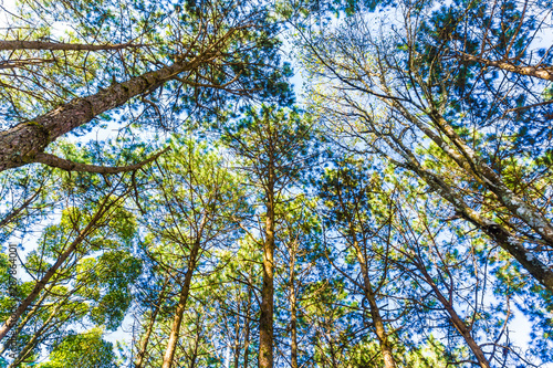 Landscape pine tree forest sunny day blue sky