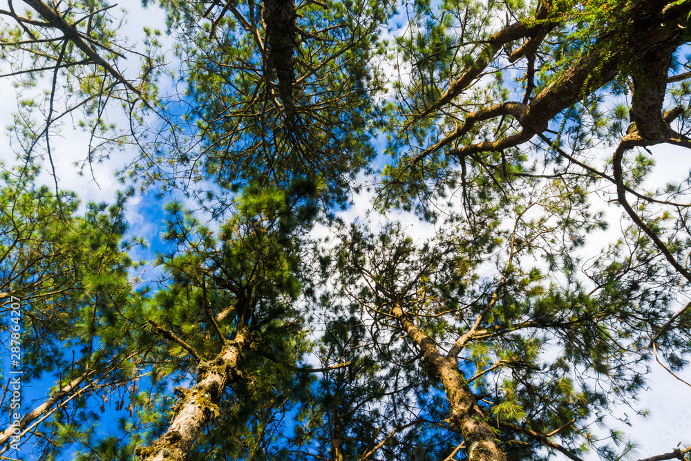 Fototapeta premium Landscape pine tree forest sunny day blue sky