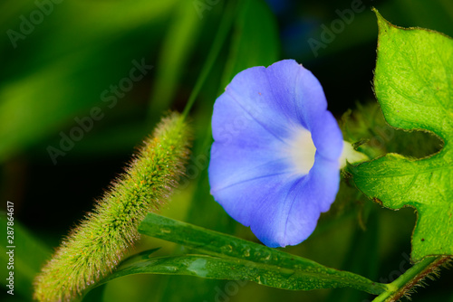Close-up of Wild Plants Growing in the Field