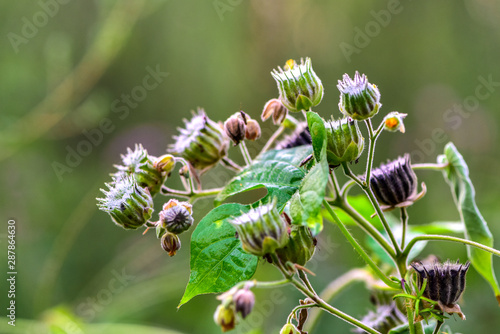 Close-up of Wild Plants Growing in the Field