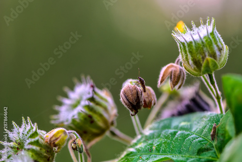 Close-up of Wild Plants Growing in the Field
