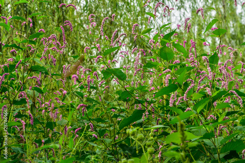 Close-up of Wild Plants Growing in the Field