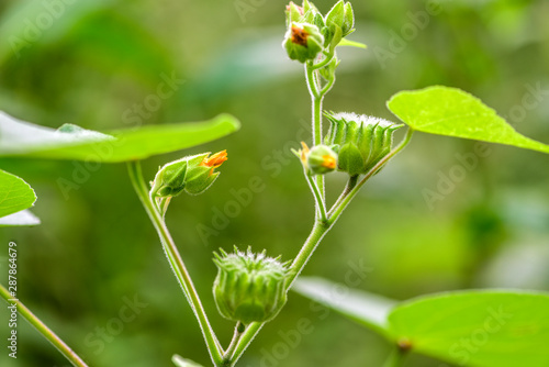 Close-up of Wild Plants Growing in the Field