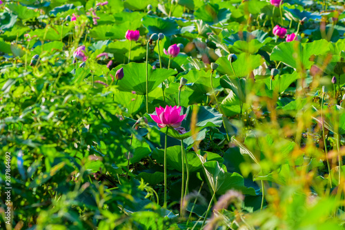Close-up of Wild Plants Growing in the Field