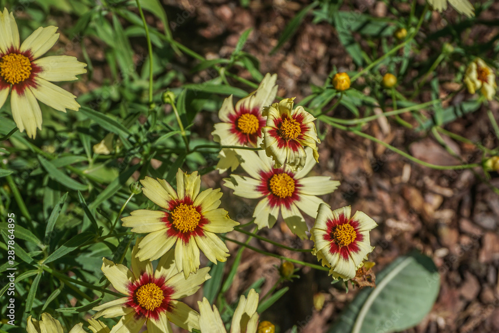 Coreopsis Coreopsis